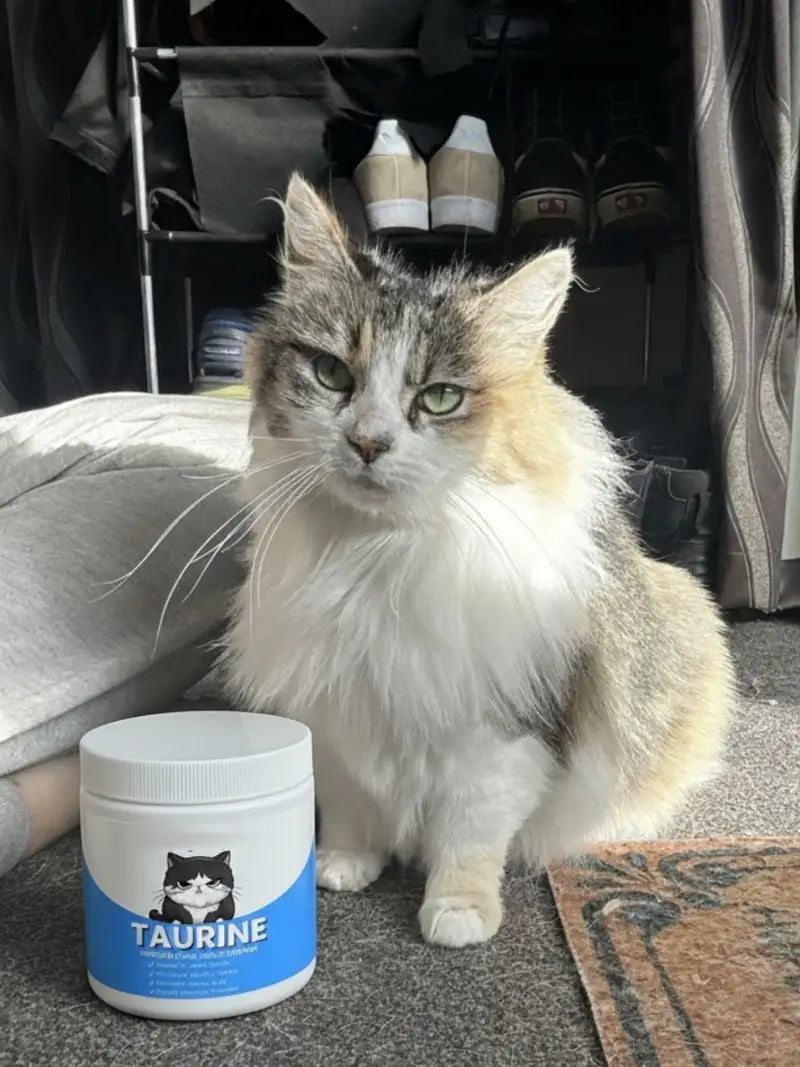 Gata junto al tarro de taurina