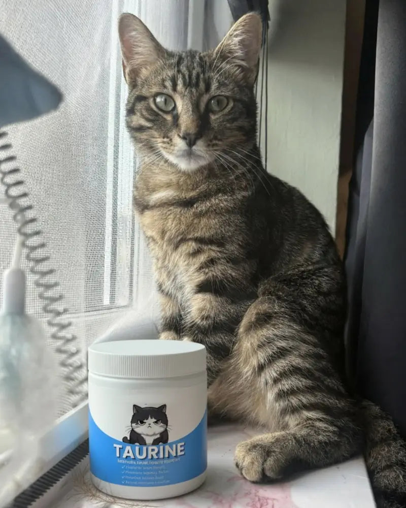 Gato junto al tarro de taurina