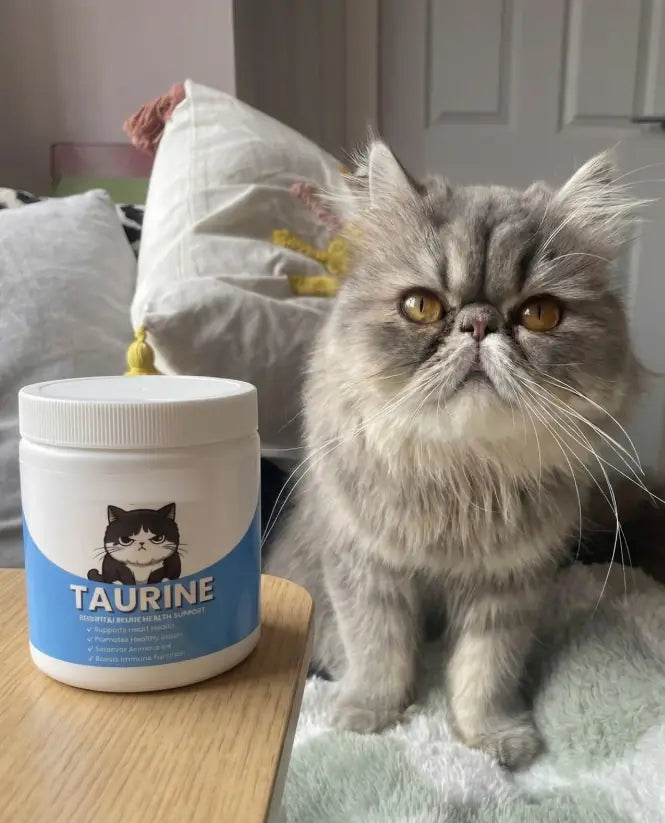 Gato persa junto al tarro de taurina